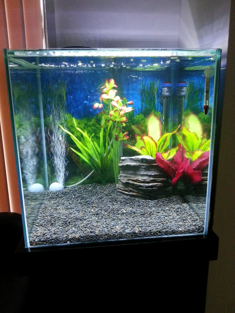 Front view.
No Fish yet. Fishless cycle.