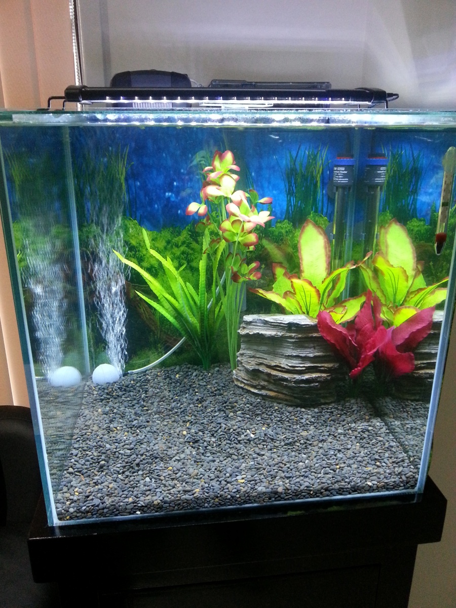 Front view, with visible equipment on top.
No Fish yet. Fishless cycle.
