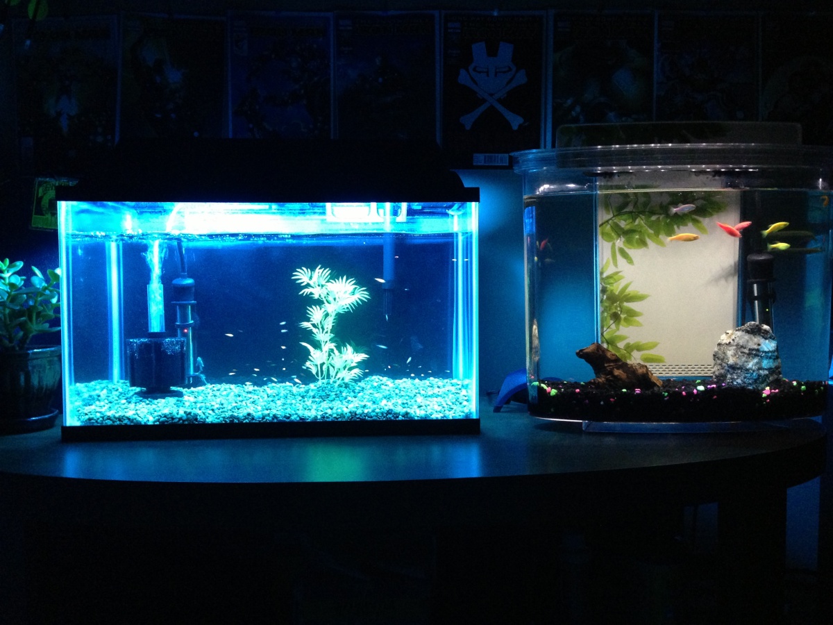 fry tank on left, Adults of those fry on right.  Side by side tanks.