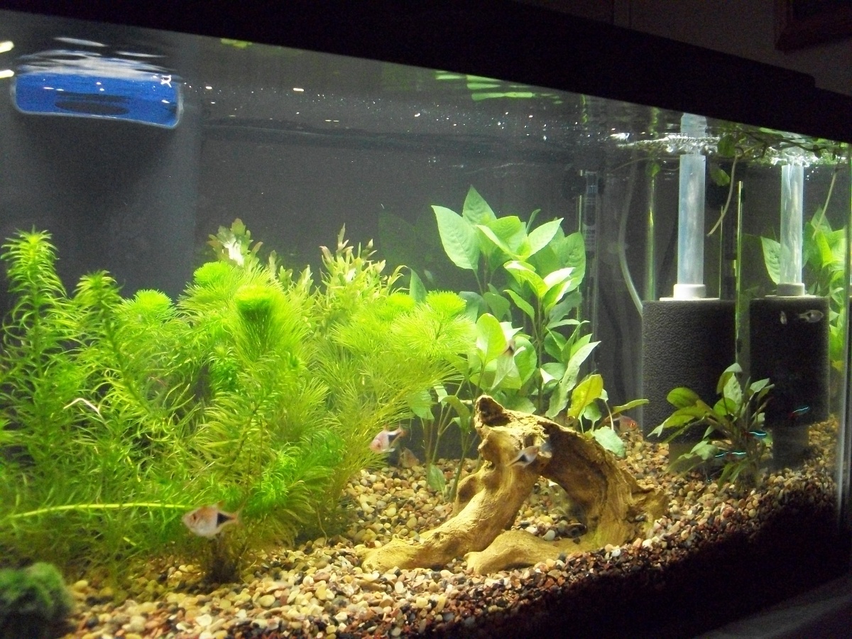 FTS Feb 14 - the cabomba has taken off...