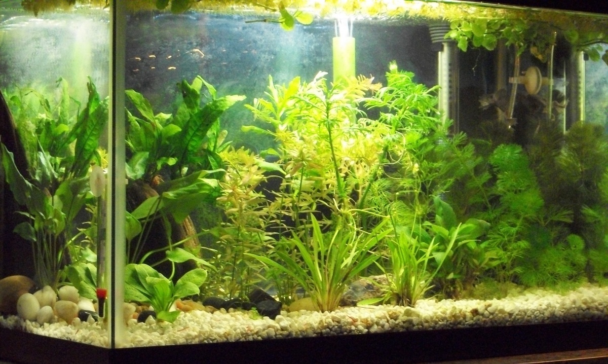 FTS of 10 gallon with Dubya and his frog buddies.  On 29 Mar 2013 they got more cabomba, pygmy chain swords, Cryptocoryne lutea, and salvinia minima.