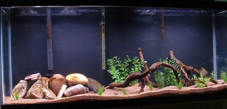 full frontal of my 55g brack with 2 green spotted puffers, a knight goby and a mono argenteus