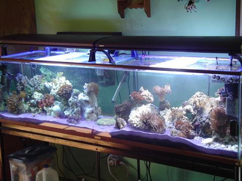 Full shoot of our 125 reef tank