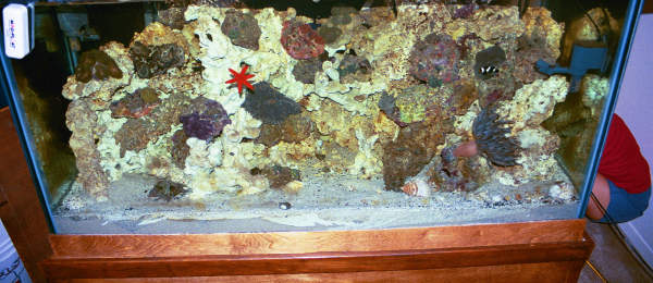 Full shot of tank.  This is with a flash at night w/lights off, so nothing looks that great