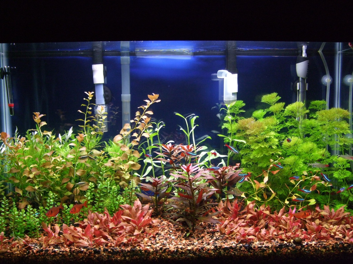 Full tank shot as of 8/15/13. right after plant trim down.