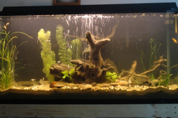 full tank shot. August 11/2010. Moved some driftwood around. Picked up some more val, cabomba, and planted the banana plants.