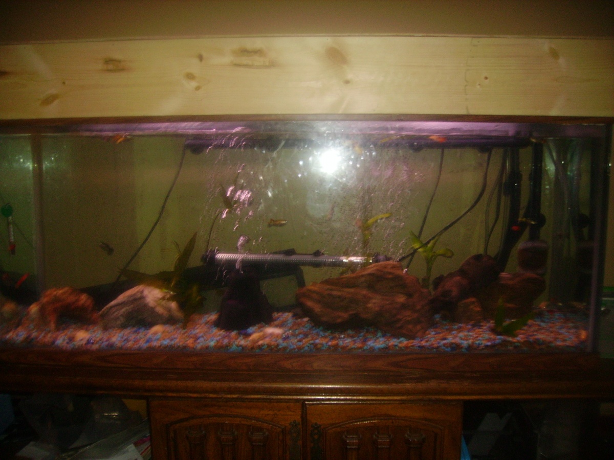 Full view of my new aquascape for my 50 gal guppy tank