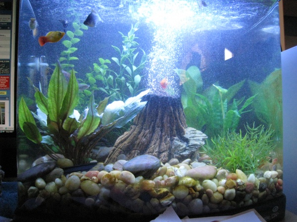 Full view of the tank! Still don't like the set up.  Need to do some remodeling!