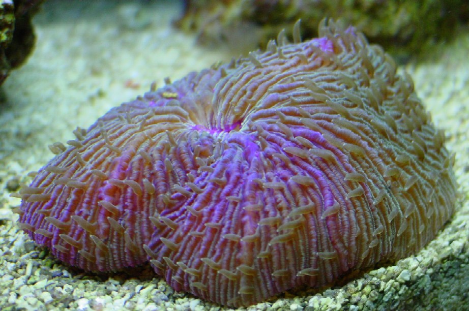 Fungia, short tentacled plate coral
