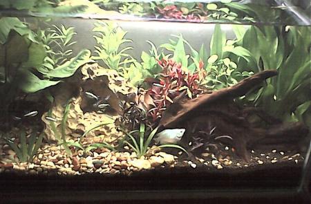 FW tank.. overstocked n quite densely planted..