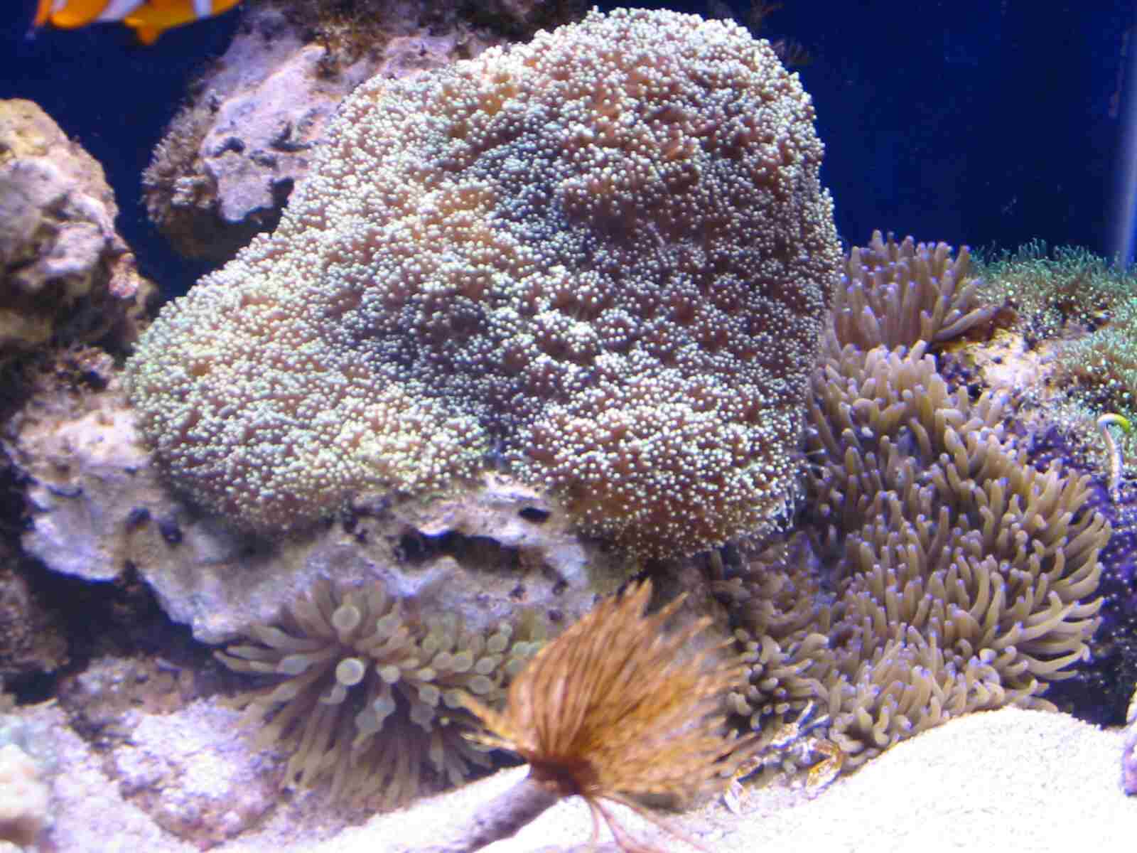 Galxea coral, Sebae anemone, feather duster