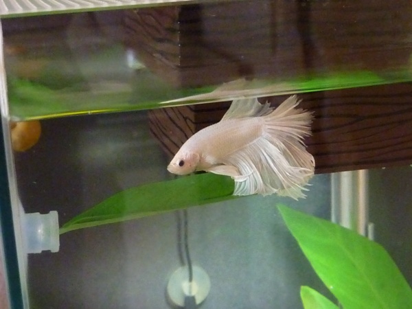 Gandalf the day he arrived from Thailand.  A bit of his tail is chewed, but that will grow back over time.  My poor boy!