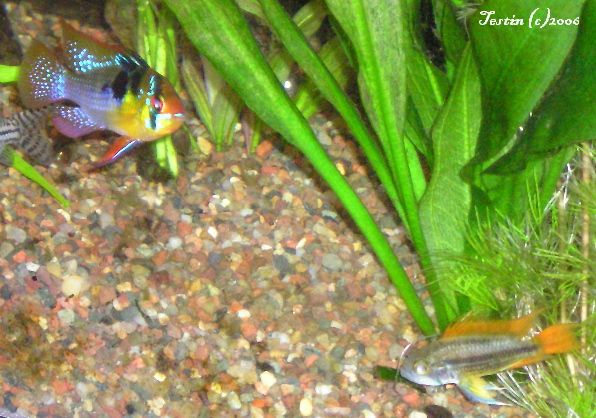 German Blue Ram Male and Male Orange Flash Apistogramma cacatuoides having a face off!