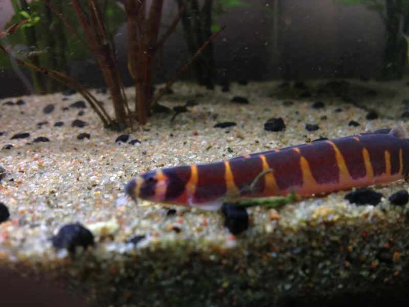 Giant kuhli loach have 3 of those and two regular ones