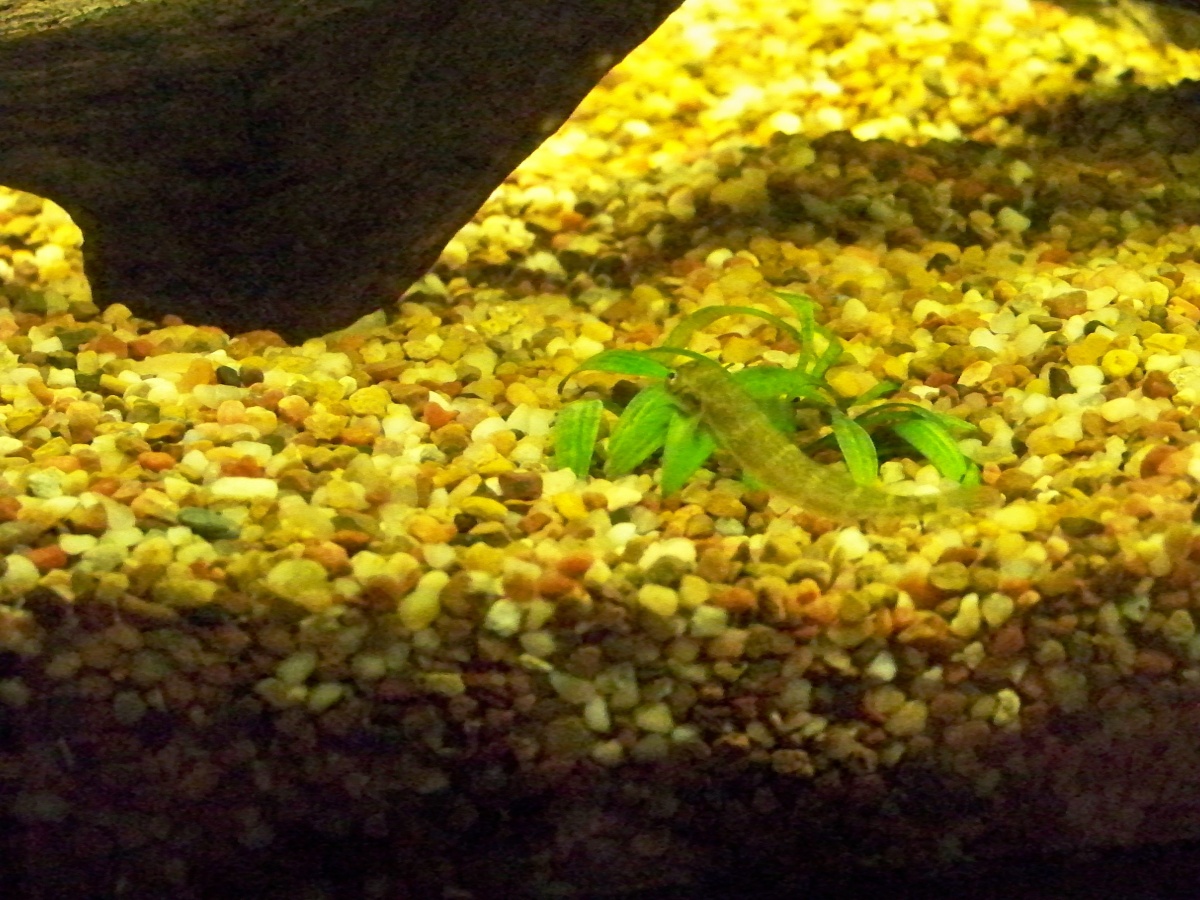 goby grazing on plants