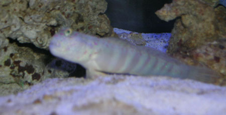 goby3