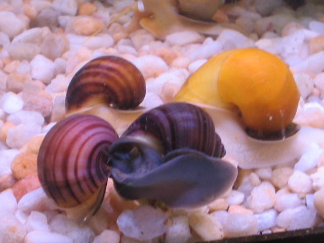 Gold, chestnut, light and dark purple mystery snails