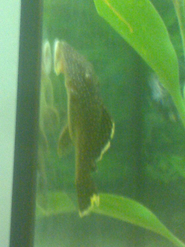 golden nugget pleco and butterfly ram ciclid