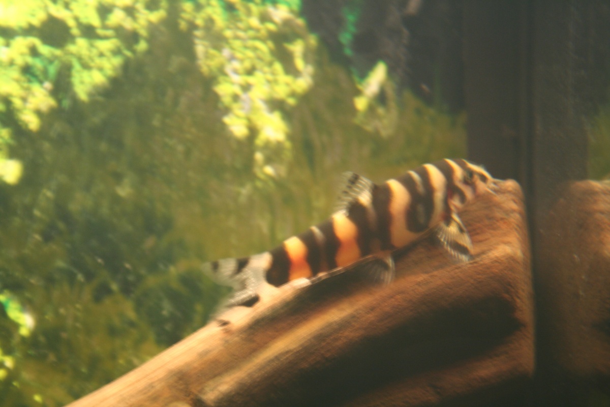 Golden Zebra Loach (Botia histrionica) - Thinks he owns the tank.