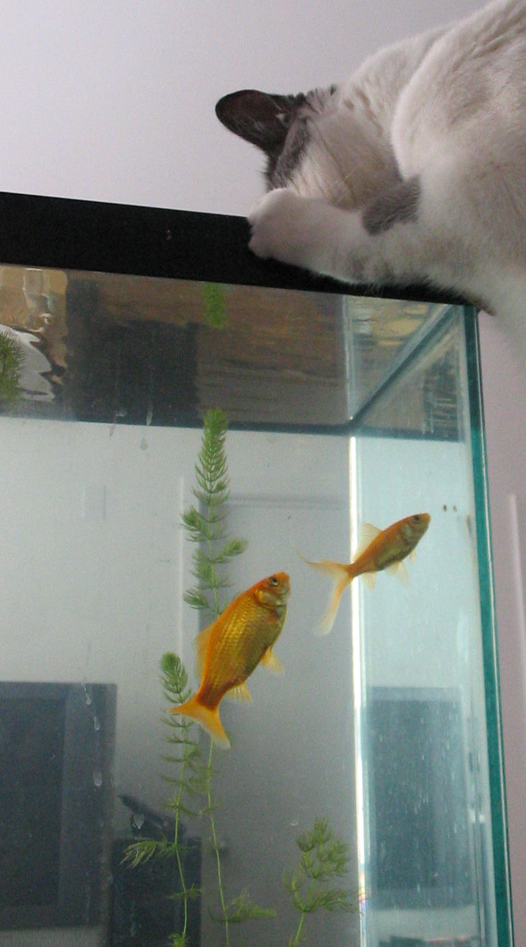 Goldfish experience a lapse in judgement.