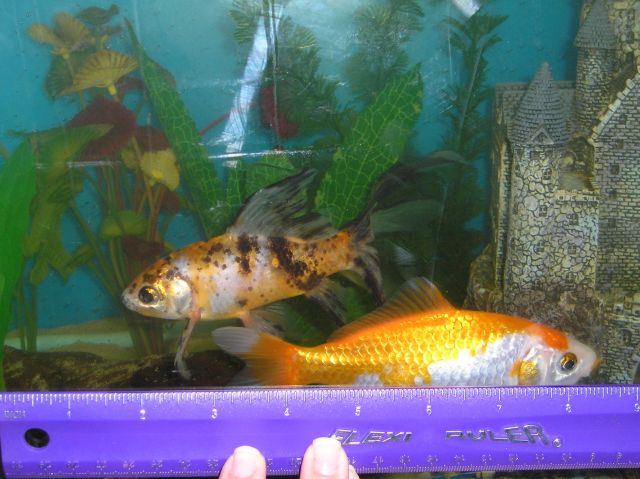 goldfish2 med