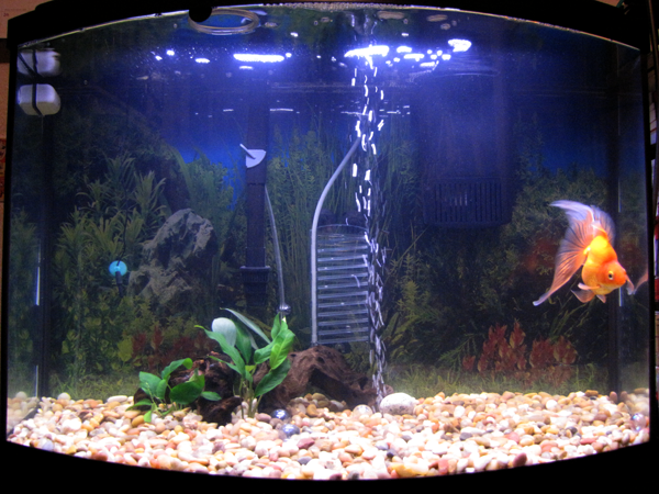 Goldfish's sparse home. (Before I upgraded the second filter)