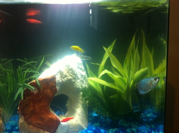 Good shot of my 4 gallon with Gaston the Gourami in the corner.