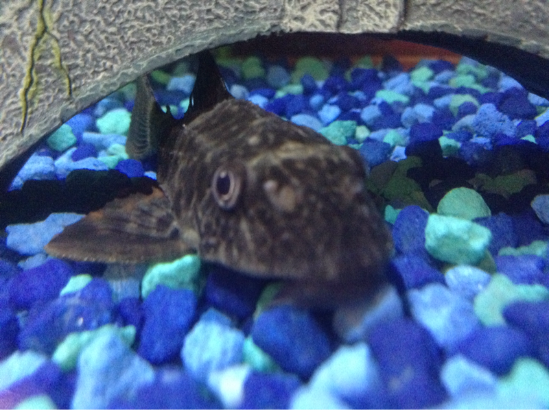 Google the Plecostomus looking at the camera in wonder
