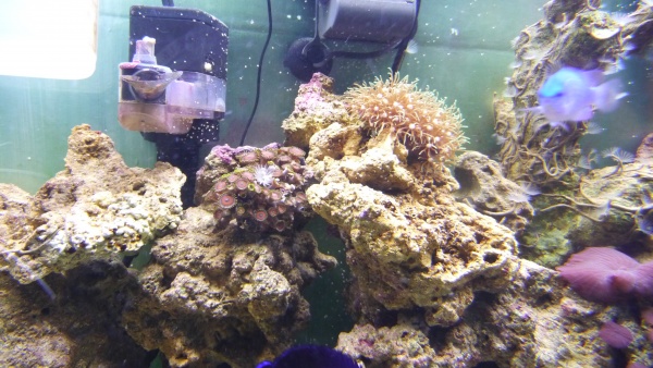 gorgonia coral 003