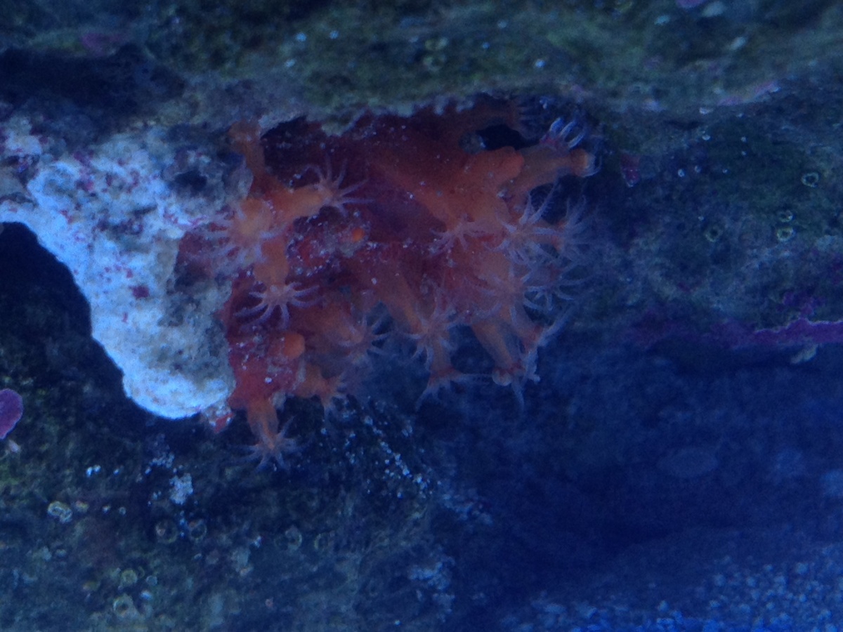 Got this for free it's chilly CORAL I think