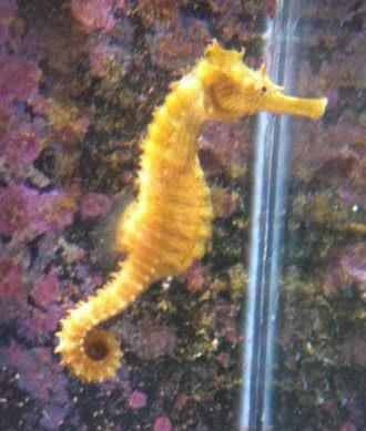 Gray seahorse that turned bright yellow after a week or two