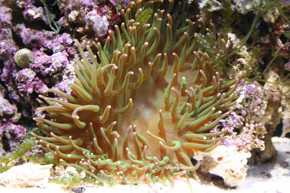 Green anemone nestled in a crevasse.