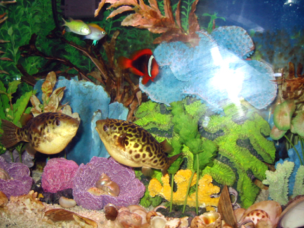 Green spotted puffers (Cricket & Bozo)