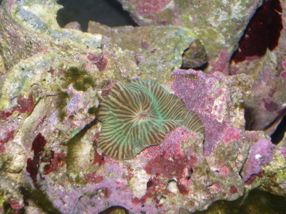 Green striped mushroom, which has now moved to the back of my tank....