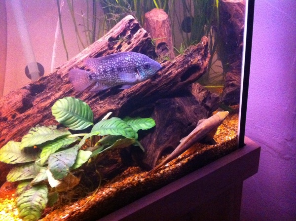 Green Texas Cichlid, large golden Suckermouth Catfish, and My Red Jewel Cichlid Hiding away in the bottom left.
