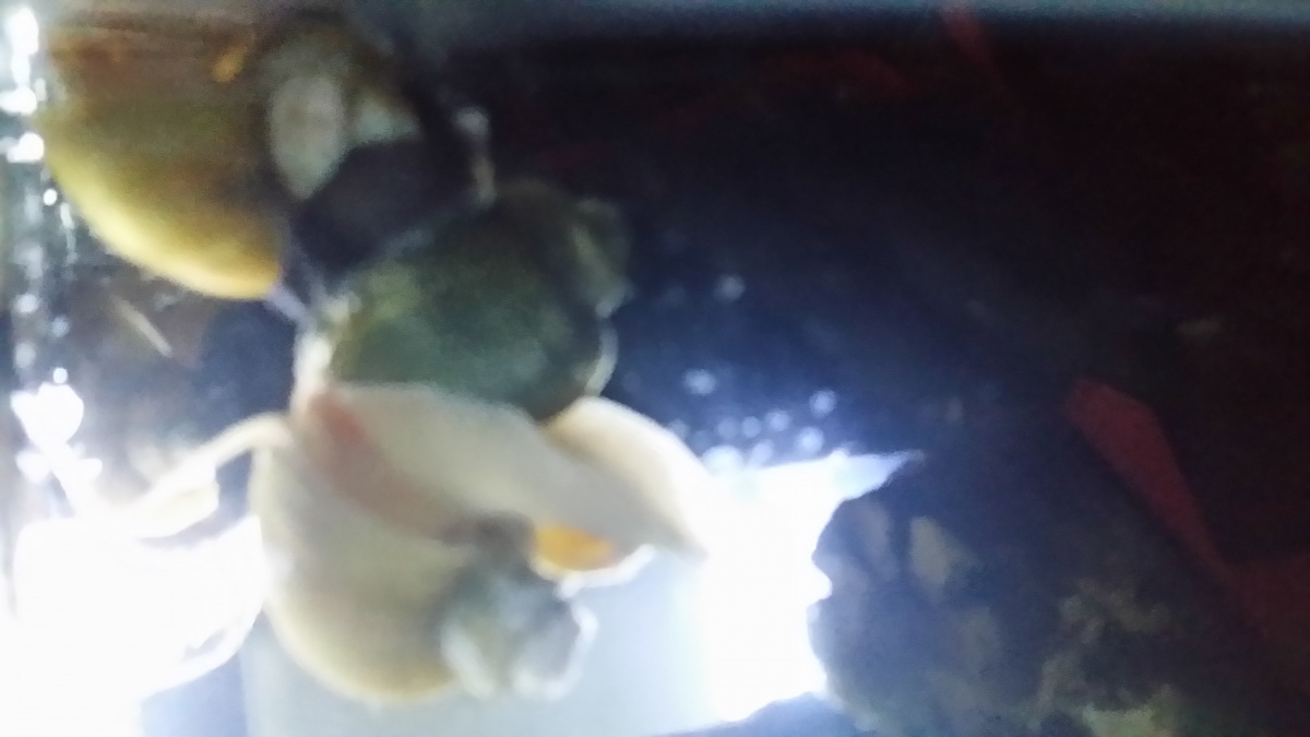 Group Hug. My Golden, Blue and White Mystery Snails having 3 times the fun..
