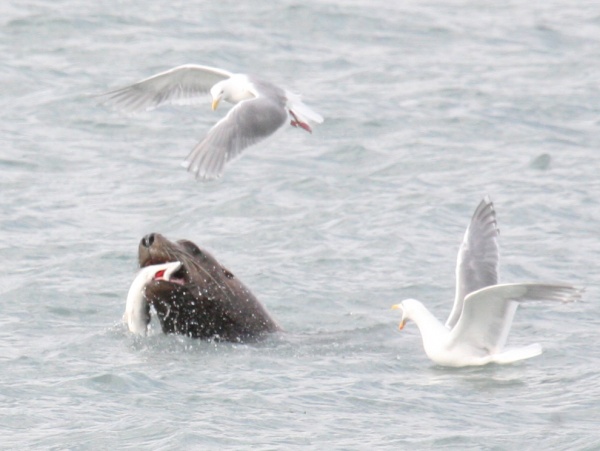 Gulls harrass a sealion feasting on salmon, Allison Point.