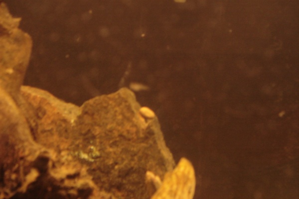 guppy fry. (right at the tip of the rock) kinda blury