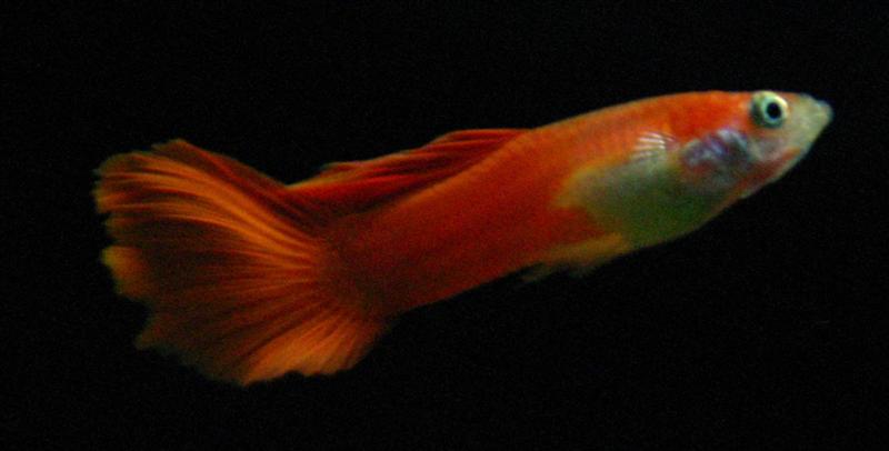 guppy red delta young right 800x406 med