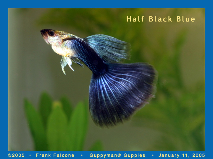 Half Black Blue