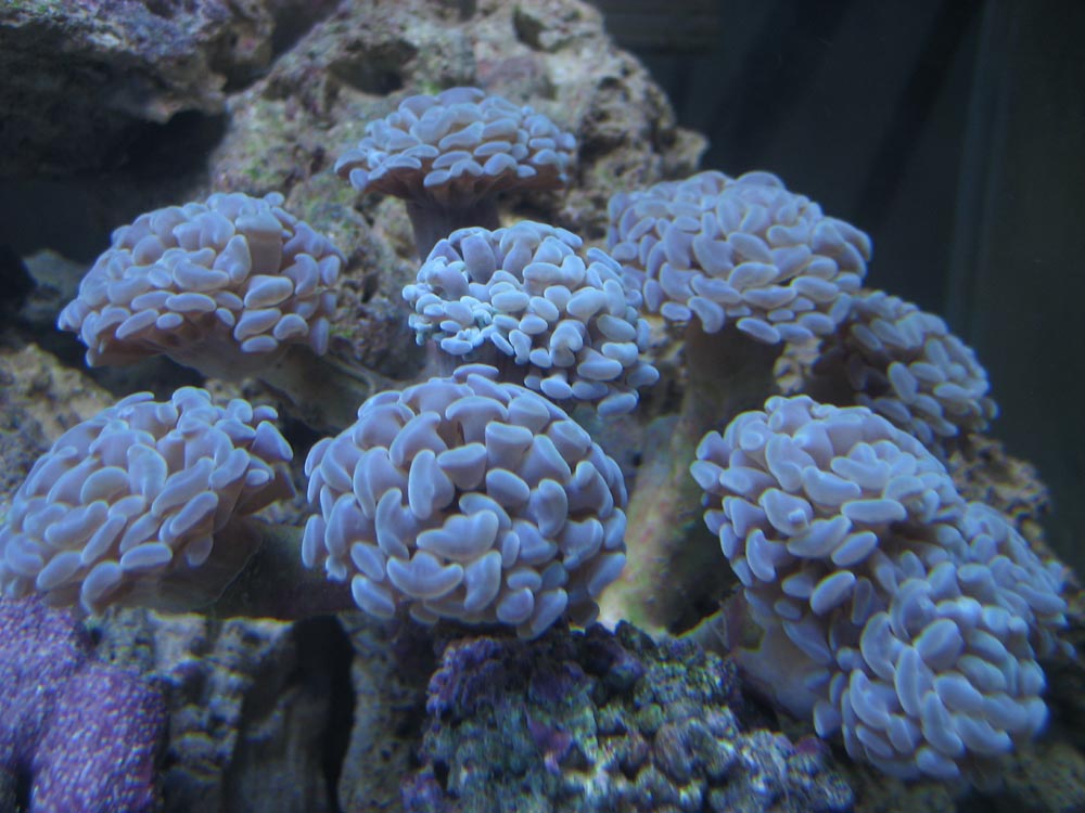 hammer coral med