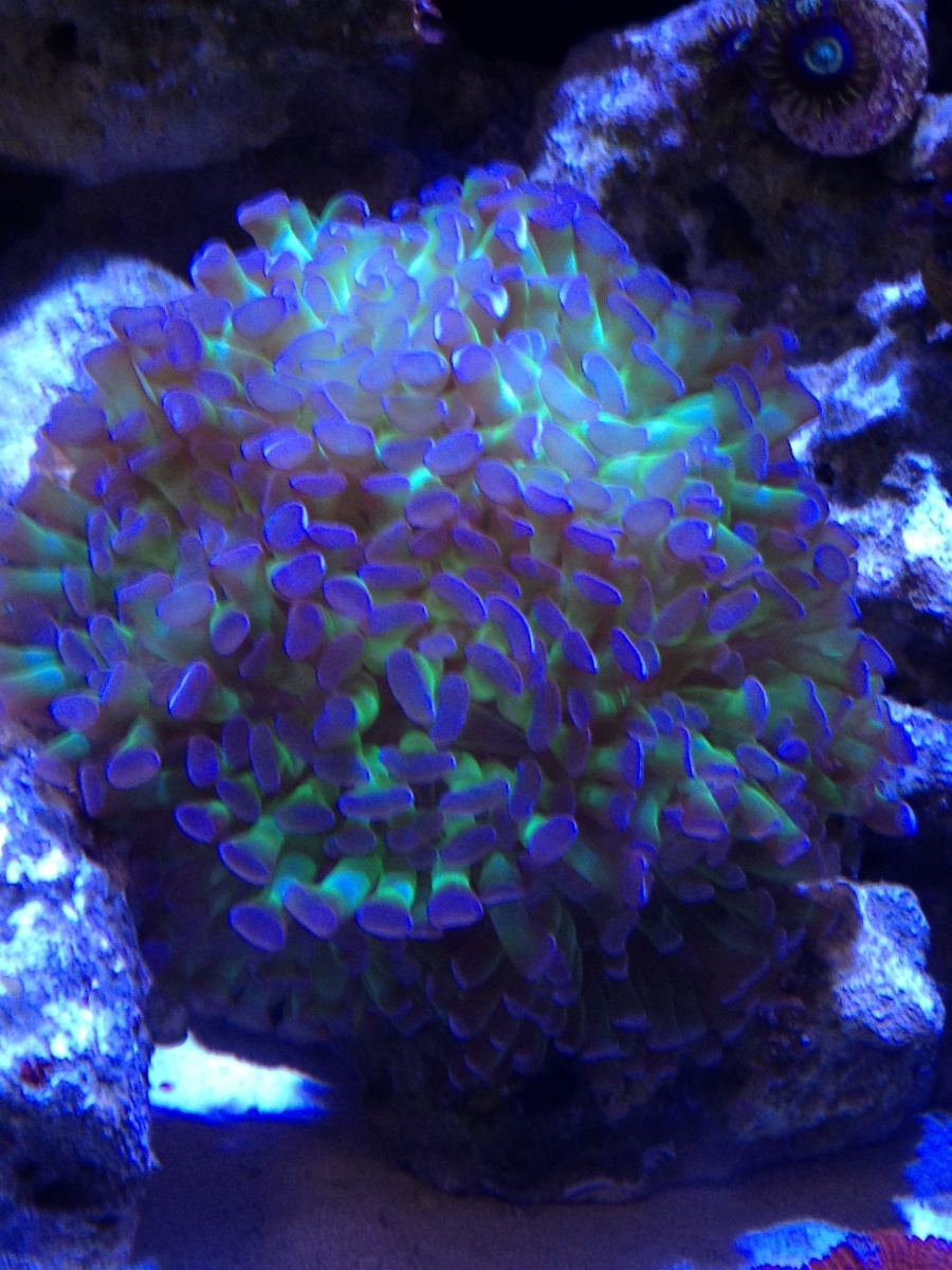 Hammer coral
