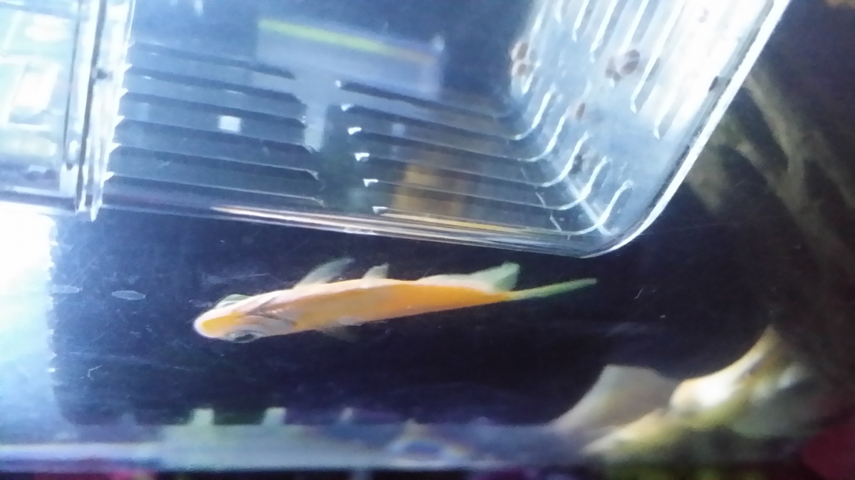 Hard to see but my orange glow fish sleeps sideways next to the filter. I've thought he was dead 100 times. He even does upside-down. .Been trying to 
