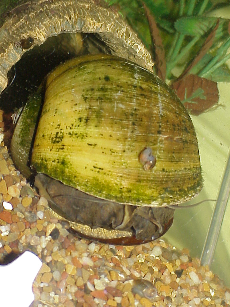he is about the size of your fist!!!

and that fleshy thing on it is another ugly common snail in the tank