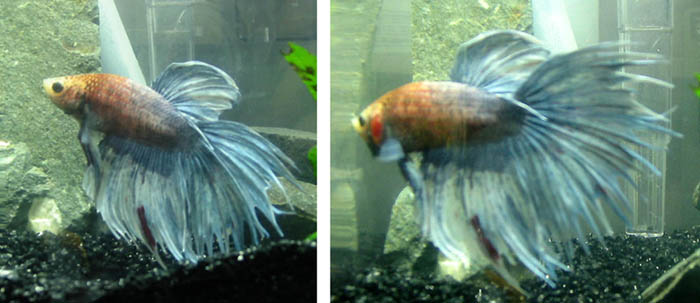 he is in bubbles x-home, hes a crowntail that has a splotch of ink on his lower fin...adds character.