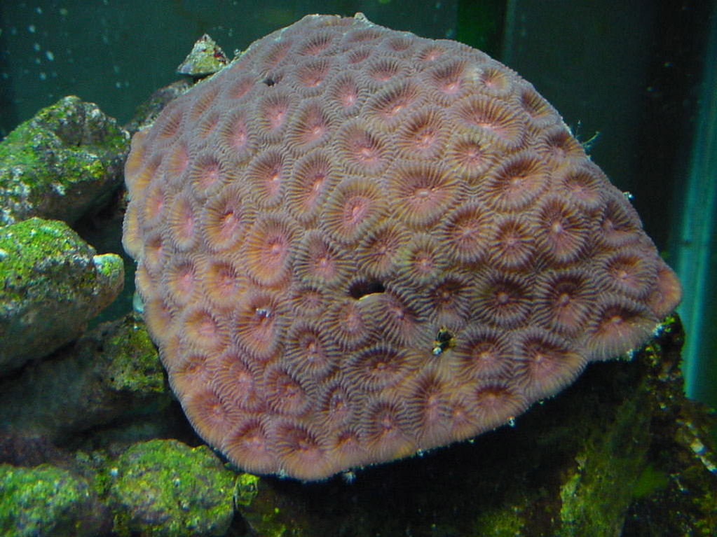 he is my first hard coral. Looks like he is doing well.