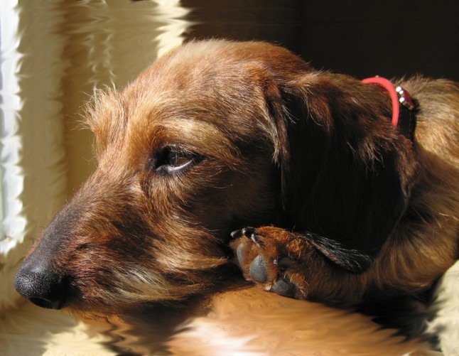 He loves to sun in our front window and is really such a handsome boy...wire hair Dachshund.