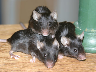 Here are my three mice hamming it up for my new Canon EOS 10D.  They were rewarded for their cooperation with Cheerios!