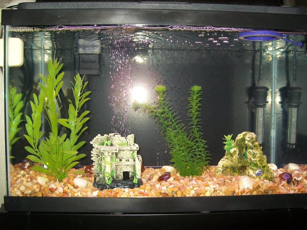 Here are pics of my 10 & 29G tanks
This is a pic of my 10G "acclimation/hospital/breeding" tank