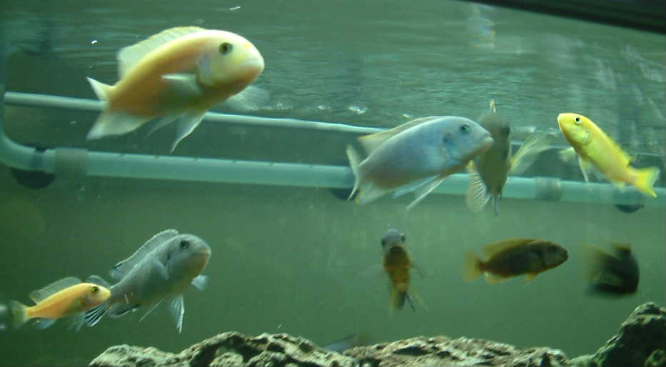 Here are some of the cichlids gobbling up peas. I was too slow to get the peas in the pic.
